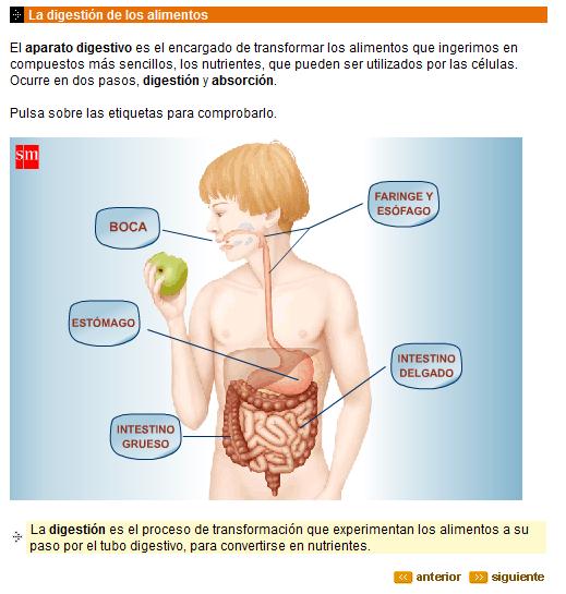 Sistema Digestivo 1 | Recurso educativo 43385