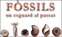 Fòssils: un esguard al passat | Recurso educativo 43958