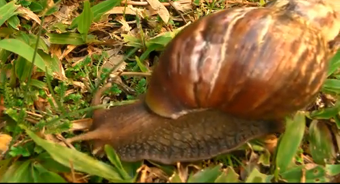 Caracol | Recurso educativo 43998