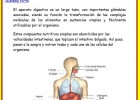 El sistema digestivo | Recurso educativo 46678