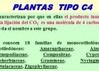 Plantas C4 | Recurso educativo 47649