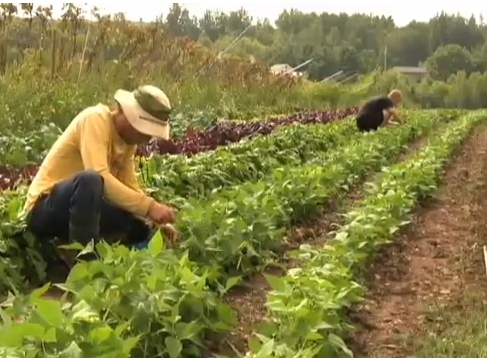 Stewart Organic Farm | Recurso educativo 47700