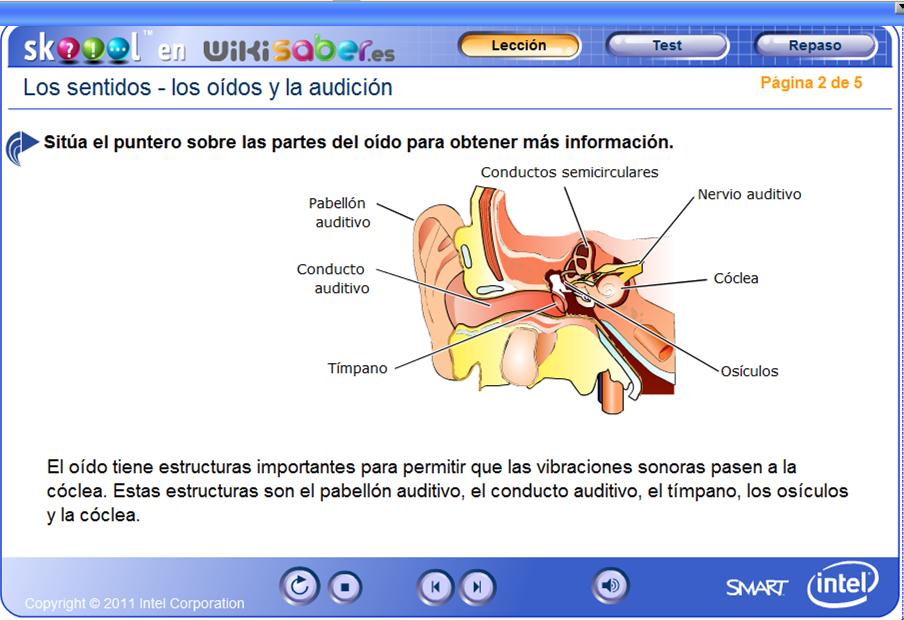 Los sentidos - Los oídos y la audición | Recurso educativo 48969