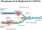 La replicació de l'ADN | Recurso educativo 49517