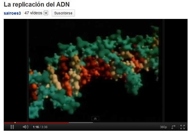 La replicació de l'ADN | Recurso educativo 49521