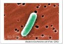 Escherichia coli | Recurso educativo 53571