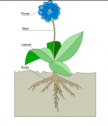 Plant diagram | Recurso educativo 55214