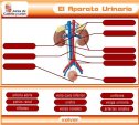 Aparato urinario | Recurso educativo 59196