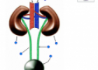 Human excretory system | Recurso educativo 60083
