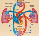 Path of the blood through the heart and body | Recurso educativo 60111