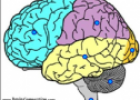 Quiz: Brain areas | Recurso educativo 60315