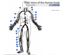 Main veins of the human body | Recurso educativo 60345