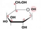 Los monosacáridos | Recurso educativo 61641