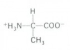 Los aminoácidos | Recurso educativo 61649