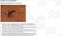 Facts about Malaria | Recurso educativo 1703