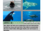 A day at the Aquarium | Recurso educativo 17254