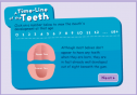 Tooth Timeline | Recurso educativo 17869