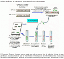 Proyecto Genoma Humano | Recurso educativo 19889