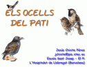 Els ocells del pati | Recurso educativo 21942