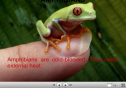 Amphibians | Recurso educativo 23768