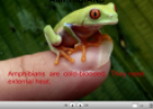 Amphibians | Recurso educativo 23768