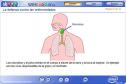 La defensa contra las enfermedades | Recurso educativo 2496
