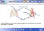 Respiración | Recurso educativo 2498