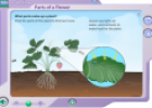 Parts of a flower | Recurso educativo 25795