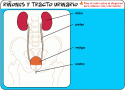 Sistema urinario | Recurso educativo 27272