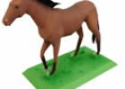 Animales: Caballo | Recurso educativo 31173