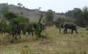 Elefante africano (Loxodonta africana. Blumenbach, 1797) | Recurso educativo 3305