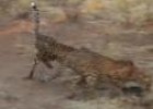 Guepardo (Acinonyx jubatus) | Recurso educativo 3454