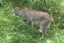 Lince canadiense (Lynx canadensis, Kerr, 1792) | Recurso educativo 3467