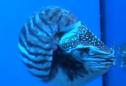 Nautilo (Nautilus pompilius) | Recurso educativo 3484