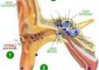 Los sentidos: el oído | Recurso educativo 5190
