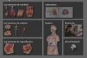 Web interactiva: el cuerpo humano | Recurso educativo 7576