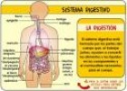 El aparato digestivo | Recurso educativo 9433