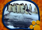 El Maravilloso Mundo de los Animales: Los Pingüinos | Recurso educativo 70851