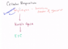 Glycolysis | Recurso educativo 72063