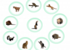 Mammals picture chart | Recurso educativo 79289