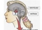 Sistema endocrino y hormonas | Recurso educativo 80325