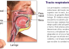 KirolXabi: ANATOMIA: ARNAS APARATUA (SISTEMA RESPIRATORIO) | Recurso educativo 95559