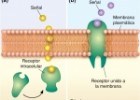 Capítulo 12. Comunicación celular | Biología, 7ma edición | Recurso educativo 98243