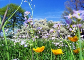 Descubro la Primavera | Recurso educativo 98631