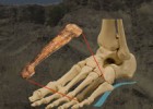 Los Australopithecus afarensis como Lucy caminaban erguidos hace 3,2 millones | Recurso educativo 100125