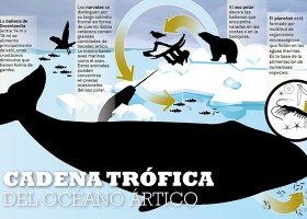 Cadena trófica del océano Ártico | Recurso educativo 107244