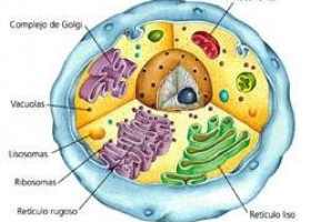 La Célula | Recurso educativo 120605