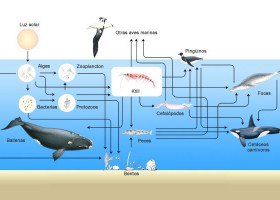 Red trófica marina | Recurso educativo 612387