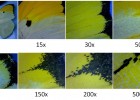 Mariposa vista en diferentes aumentos | Recurso educativo 675255