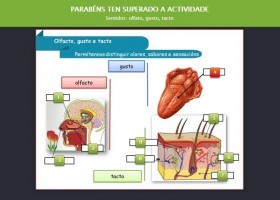 Sentidos: olfato, gusto, tacto | Recurso educativo 734732